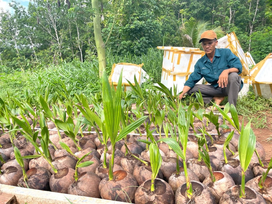 anh-thiet-dang-tu-uom-giong-dua-de-mo-rong-dien-tich-anh-van-ngoc.jpg