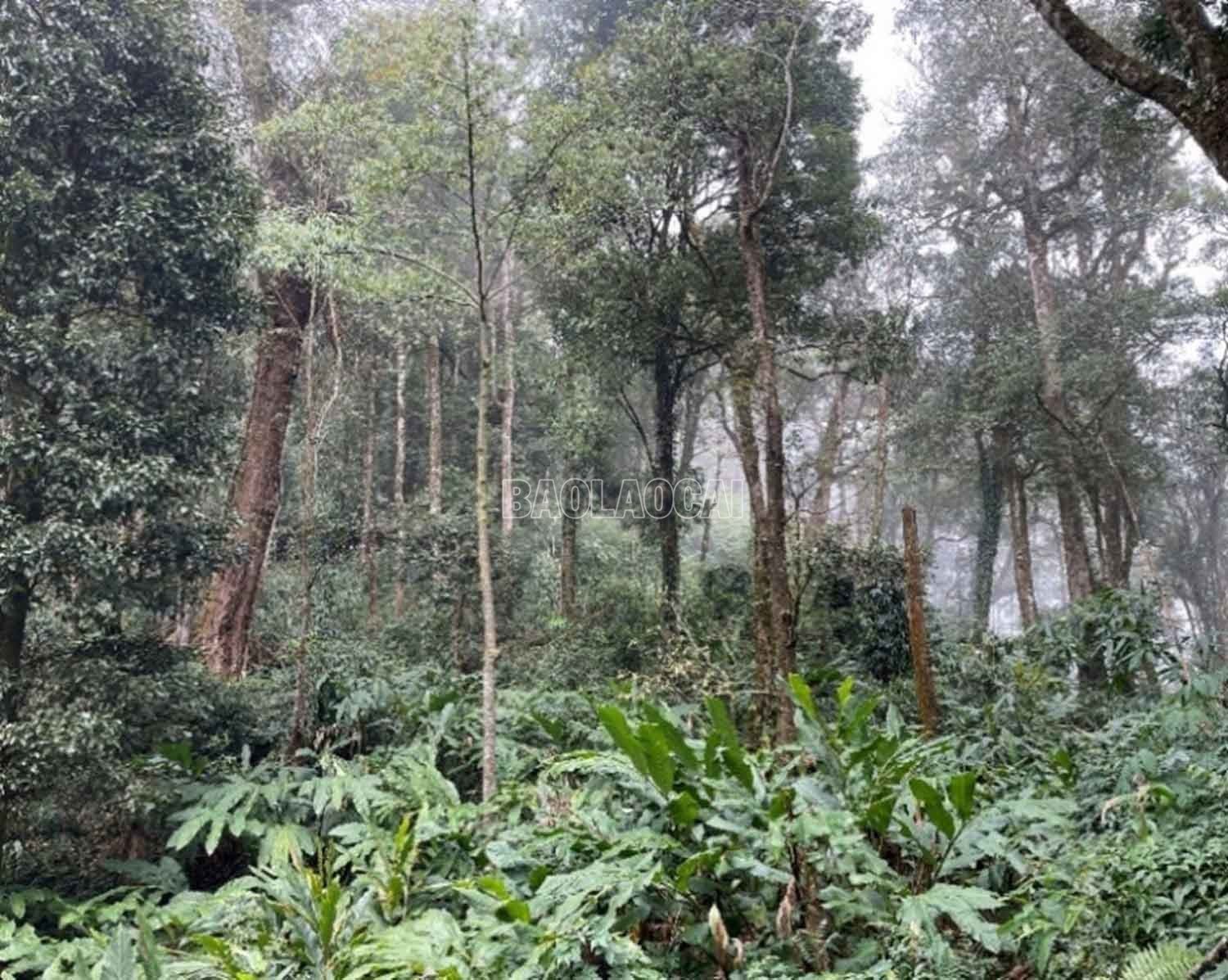 baolaocai-c_a3.jpg