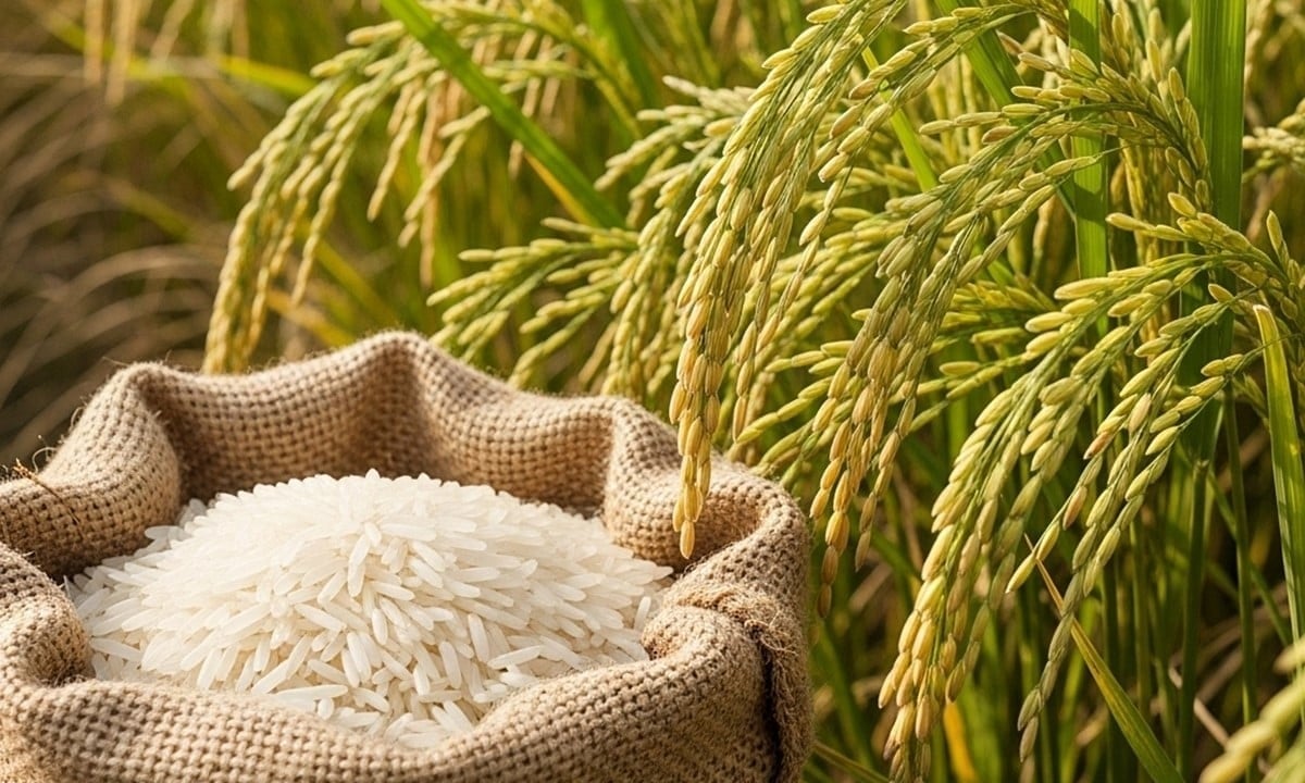 Giá lúa gạo ngày 9/7: Lúa tươi tiếp tục tăng nhẹ, gạo và phụ phẩm biến động trái chiều