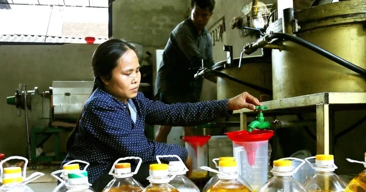 Lo ngại dầu ăn giả, người dân tự ép dầu để sử dụng