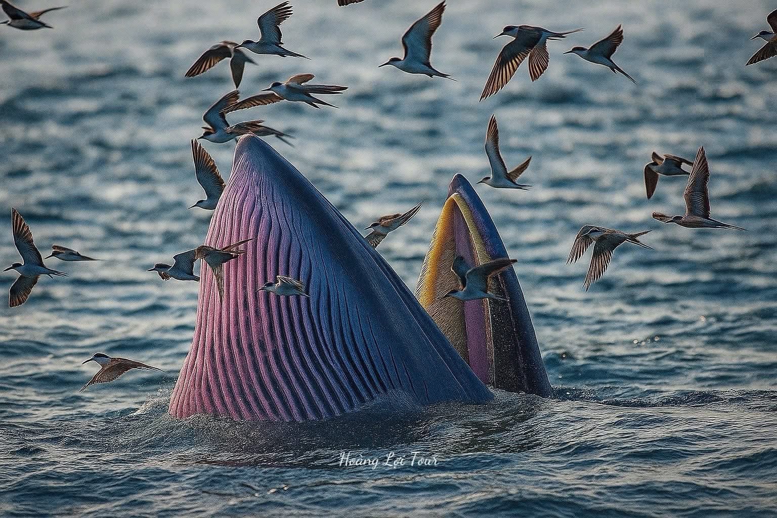 Admire giant Bryde's whales hunting in Nhon Ly sea