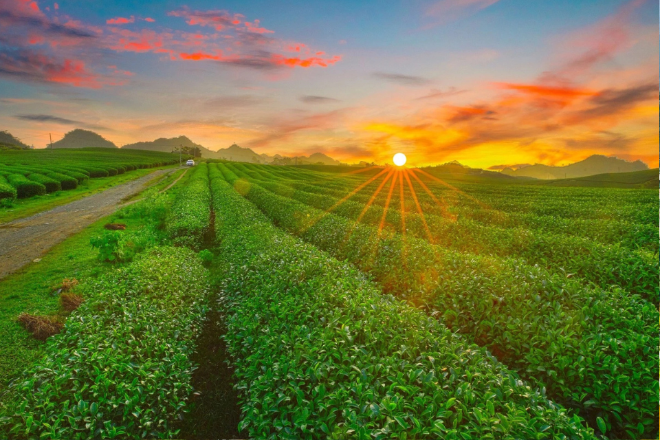 Moc Chau travel experience - discover the "muse" of the Northwest mountains and forests