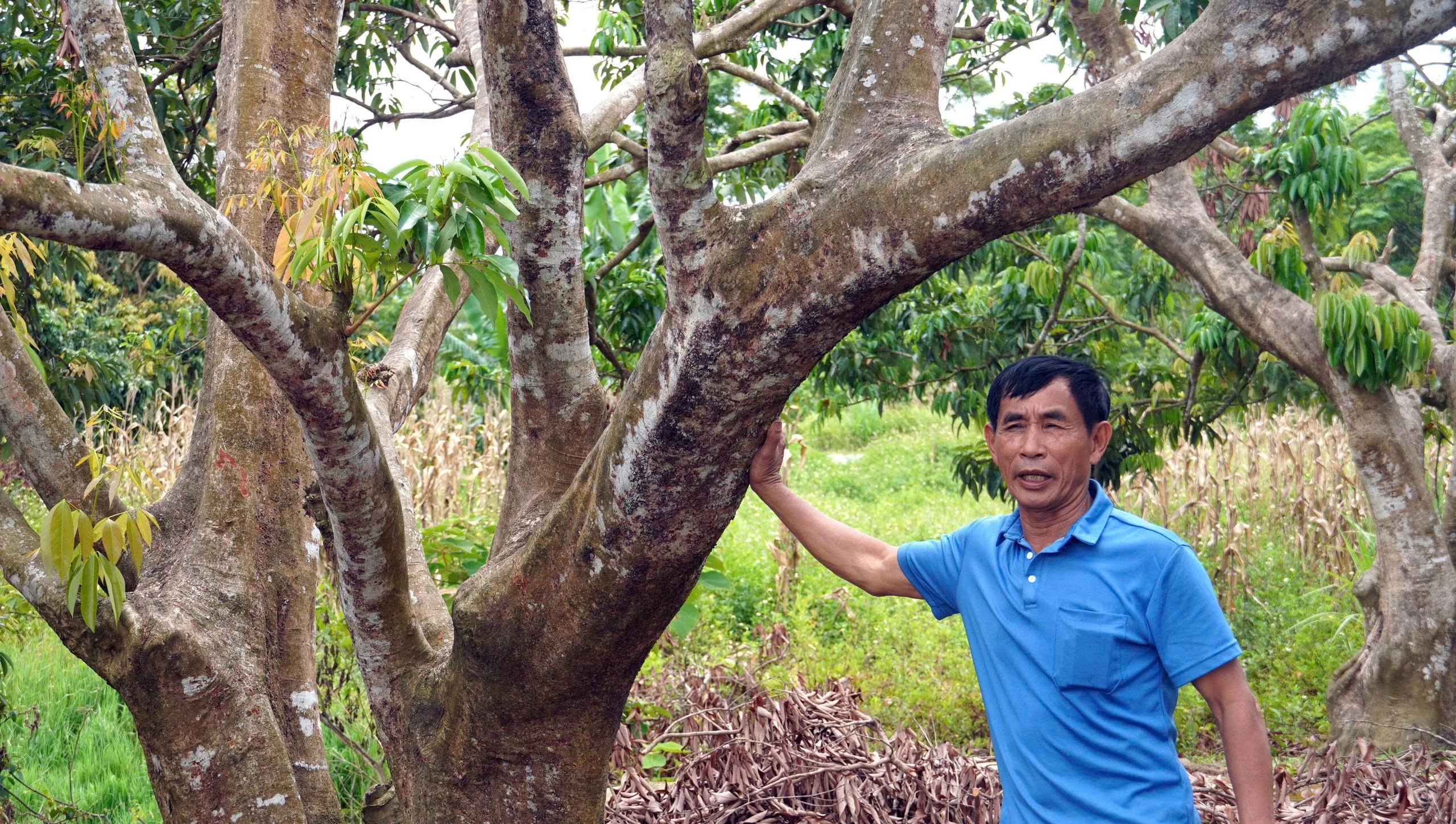 Những mùa quả ngọt