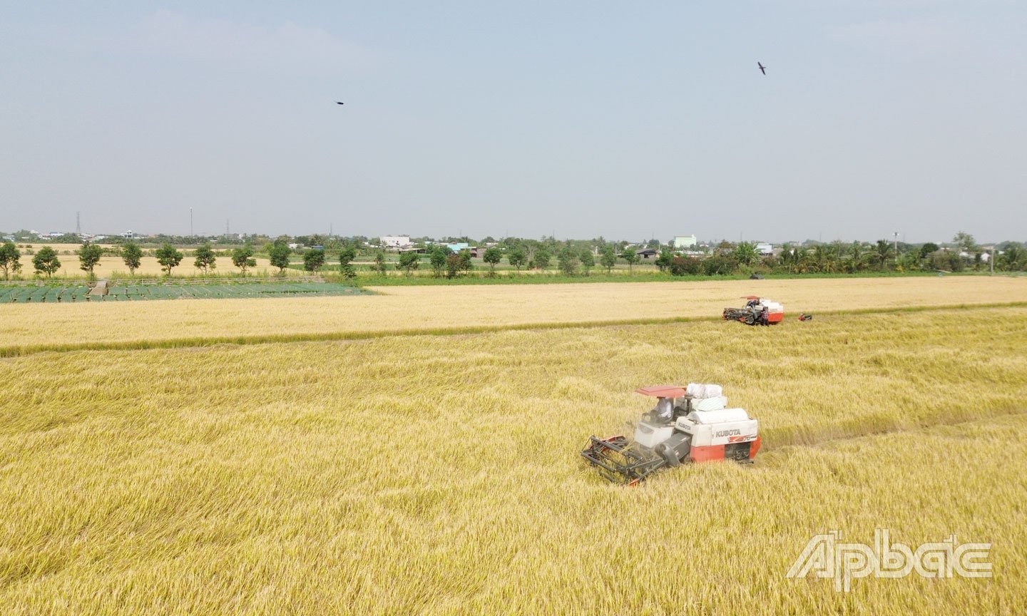Ngành Nông nghiệp sẽ tiếp tục thực hiện thí điểm mô hình canh tác lúa chất lượng cao và phát thải thấp gắn với tăng trưởng xanh.