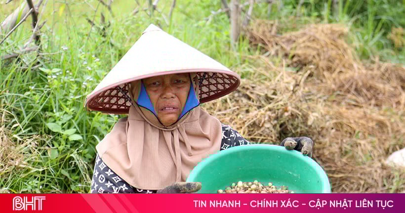 ស្លឹក​ឈូក​ធ្លាក់​ថ្លៃ កសិករ «​ក្រហម​ភ្នែក​» រង់ចាំ​ឈ្មួញ​