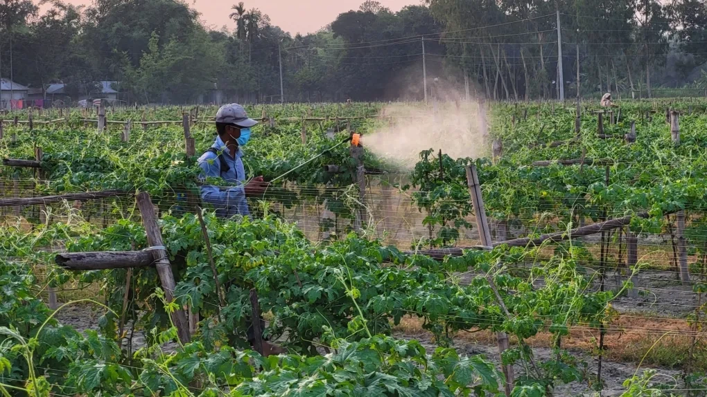 Điềm báo “ngày tận thế của côn trùng” không còn xa - 1