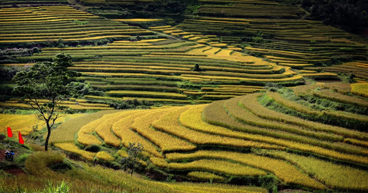 Dẻo thơm cơm lúa xứ Mường