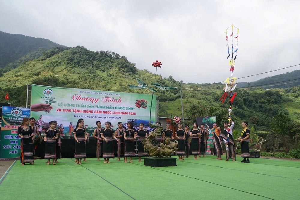 Tôn vinh di sản tri thức dân gian sâm Ngọc Linh - ảnh 3