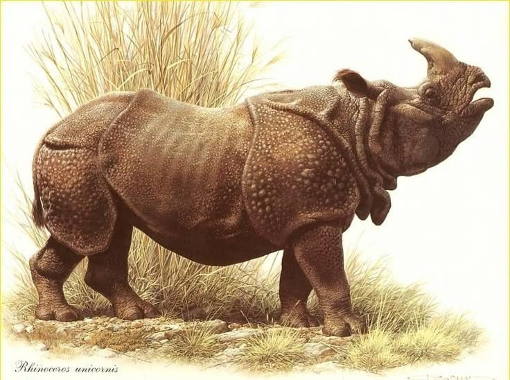 5. Giao tiếp bằng tiếng kêu và phân. Chúng sử dụng tiếng rống, rít, thổi mũi và thậm chí là phân để đánh dấu lãnh thổ và liên lạc với nhau. Ảnh: Pinterest.