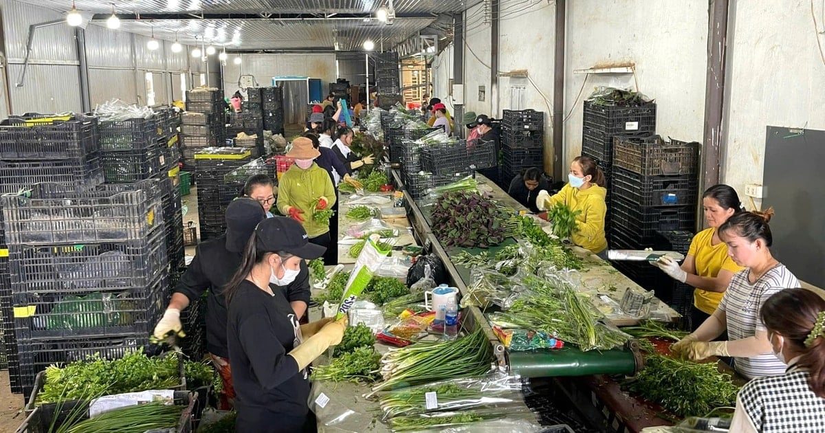 ”Tập kết” nông sản biển - rừng - “chìa khóa” nâng cao giá trị nông sản Lâm Đồng Bài 2: Khi nhà nông biết trước lợi nhuận