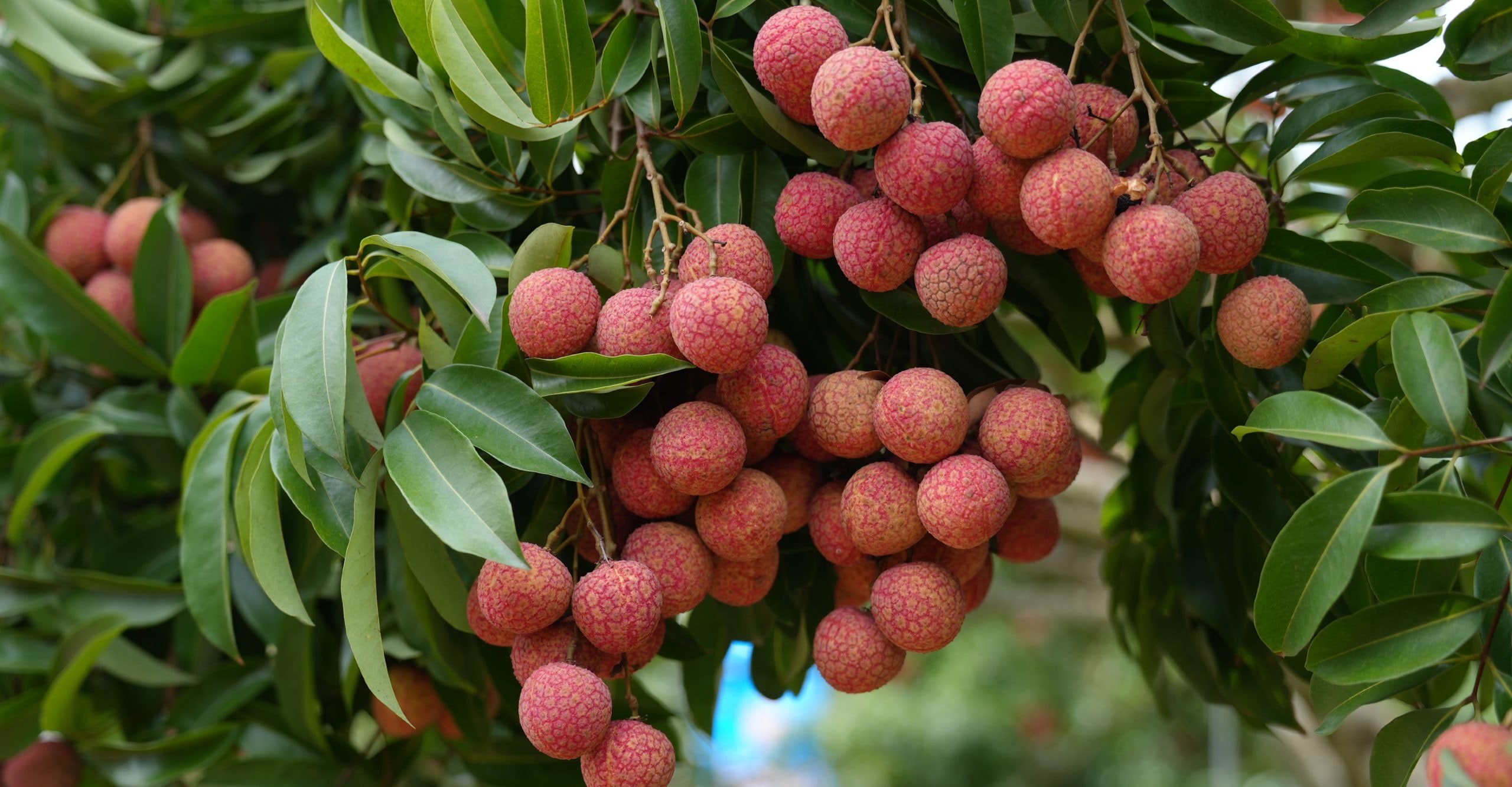 Vải Thanh Hà: vị ngọt Hải Dương - Vải thiều Việt Nam