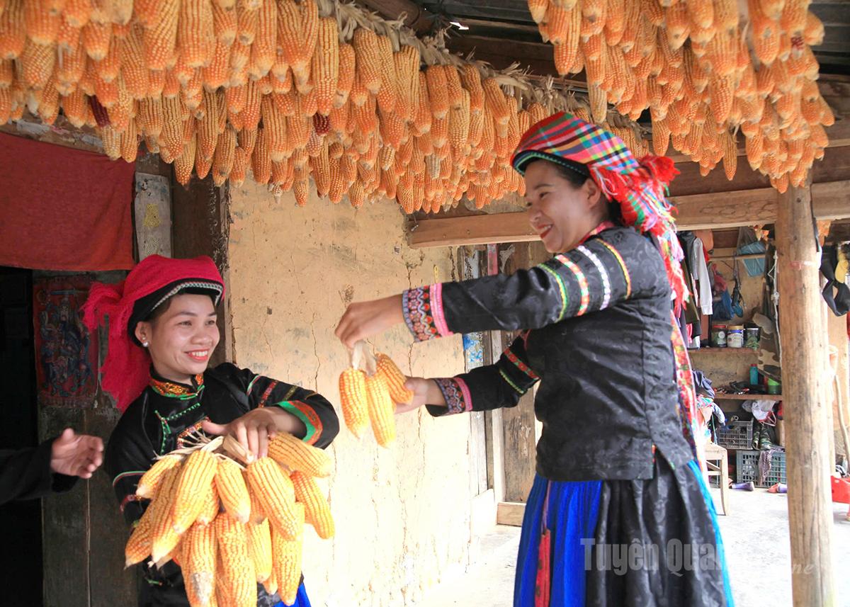Phụ nữ dân tộc vùng cao thu hoạch và treo ngô sau mùa vụ tại mái hiên nhà.