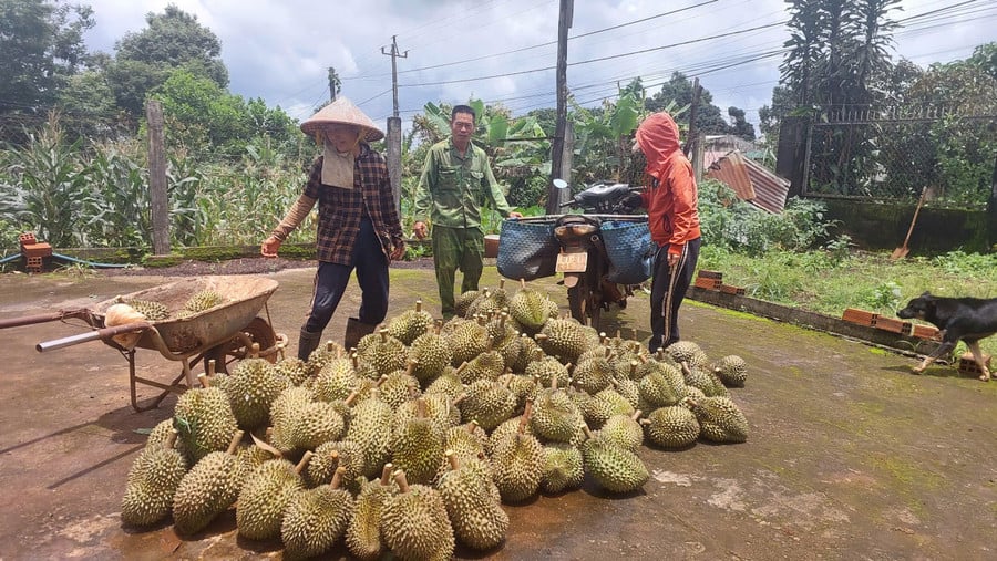 ong-tran-van-chinh-dang-tap-ket-sau-rieng.jpg