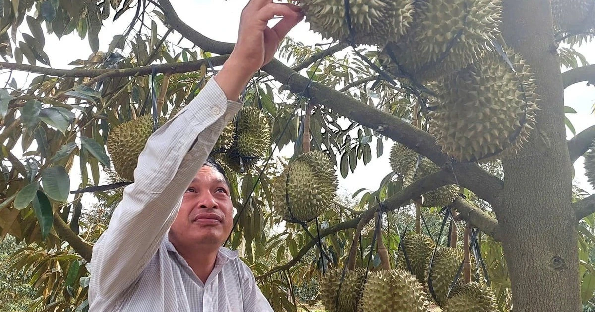 Người trồng sầu riêng gặp khó khăn vì thời tiết bất lợi