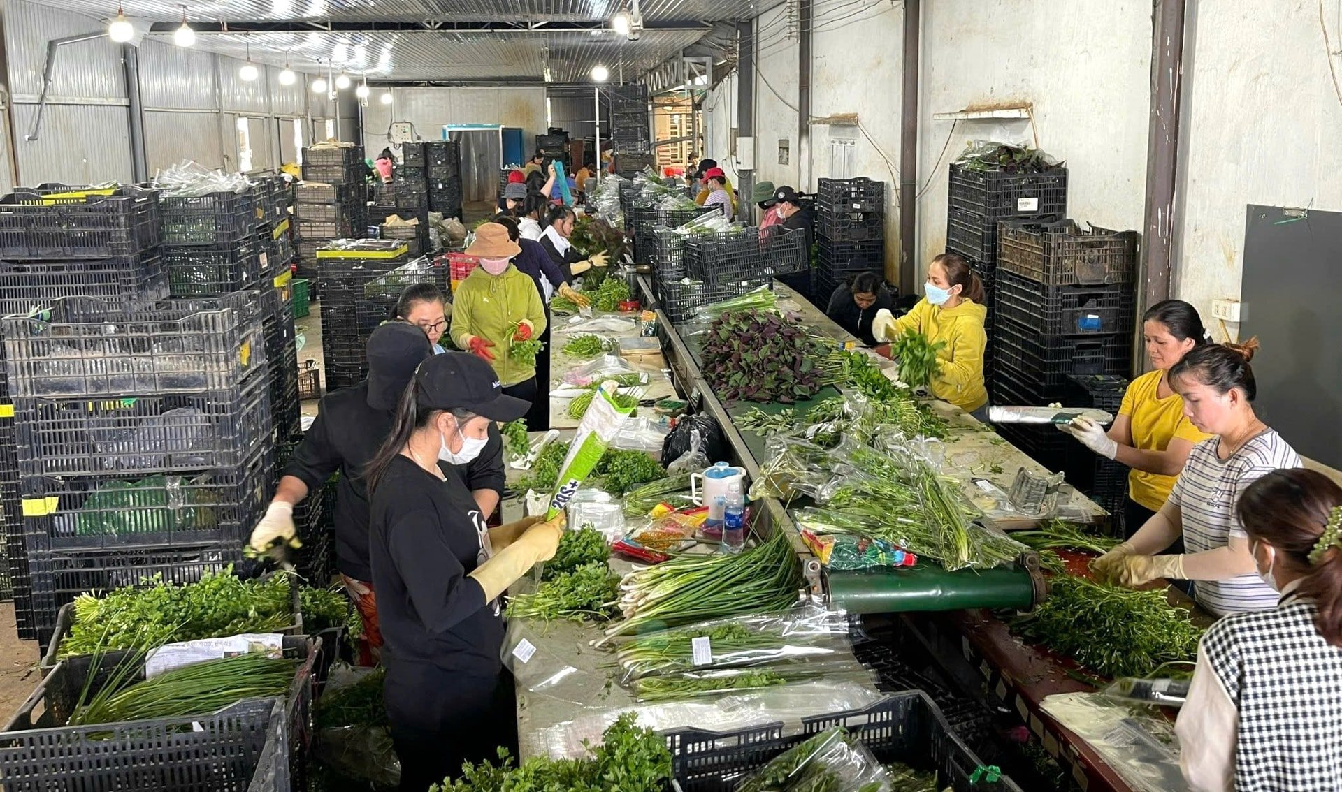 ជារៀងរាល់ថ្ងៃ ក្រុមហ៊ុន Chi Cuong Agricultural Products Co., Ltd. ផ្តោតលើការបង្រួបបង្រួមការដឹកជញ្ជូនកញ្ចប់តាមរយៈប្រព័ន្ធដឹកជញ្ជូនបន្លែប្រហែល 3-5 តោន និង 5 តោនដែលនៅសល់ពីកសិដ្ឋានតភ្ជាប់ (1)