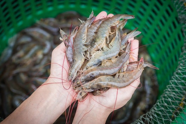 Đầu bếp bày cách làm món tôm chiên xù giòn căng, tôm không bị cong sau khi chiên, ngọt và chắc thịt, ngon như hàng quán xịn- Ảnh 2.