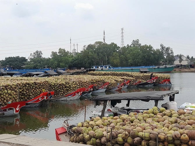 Tỉnh Vĩnh Long định hướng phát triển và kêu gọi doanh nghiệp đầu tư vào ngành dừa.