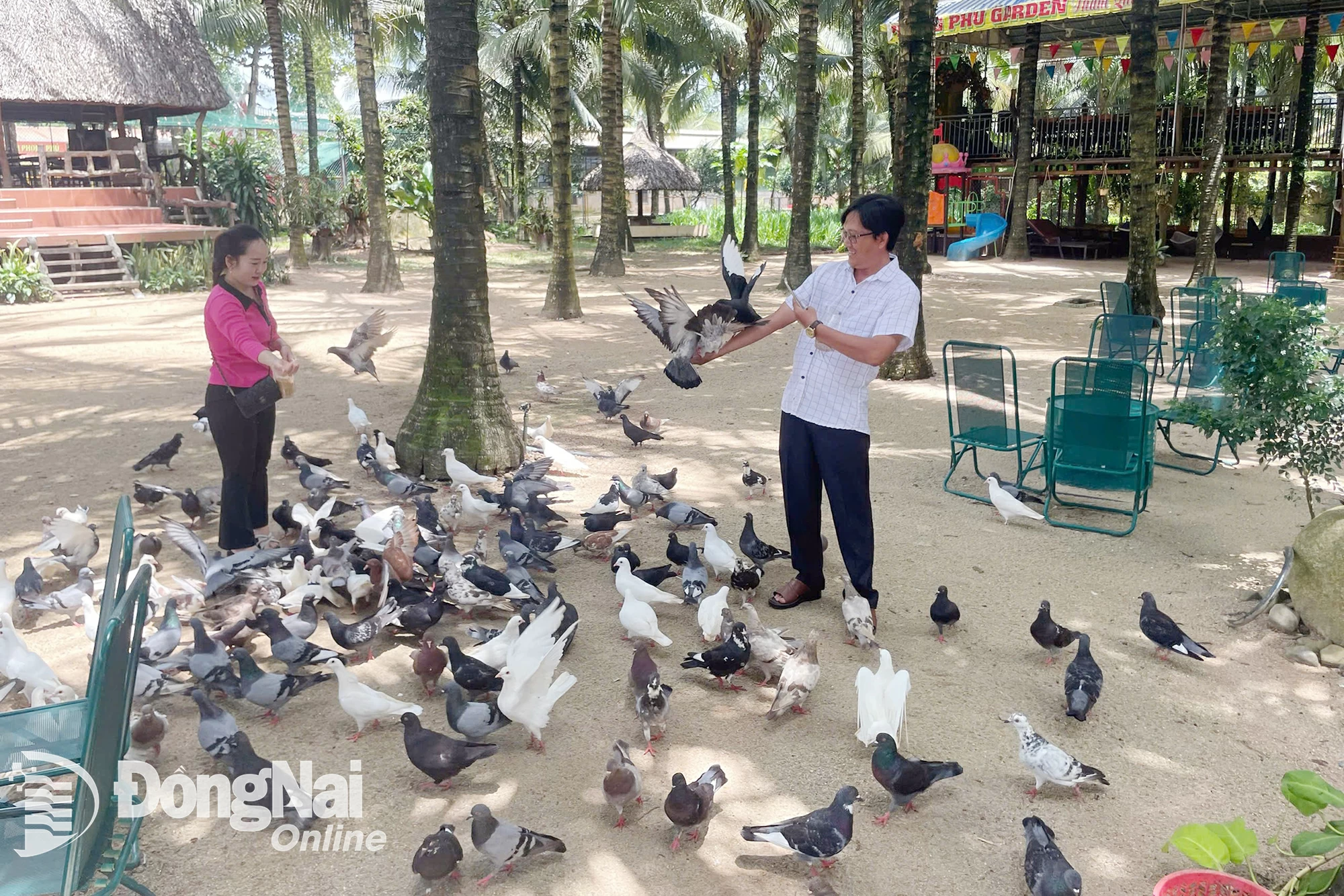 Touristen genießen Spaziergänge im kühlen Schatten der Bäume und beobachten die Taubenschwärme, die um die Phong Phu Garden Farm (Gemeinde Phu Lam) fliegen. Foto: Le Duy