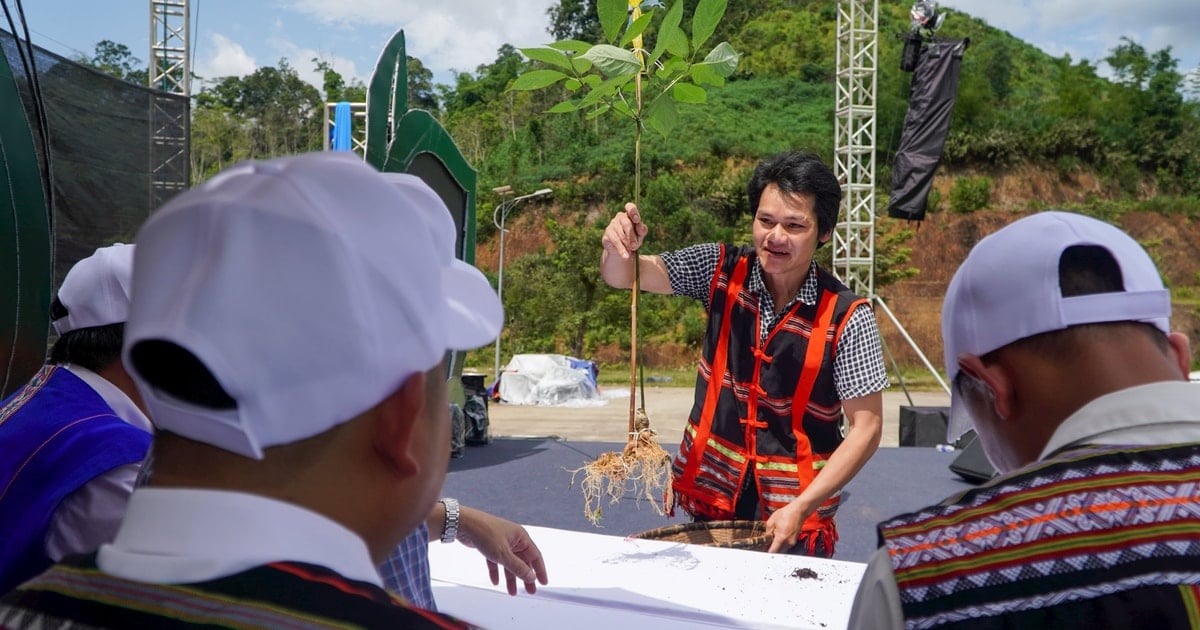 Độc đáo hội thi sâm Ngọc Linh