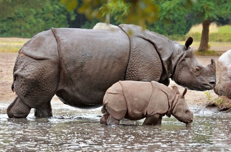 4. Là loài bơi giỏi. Tê giác Ấn Độ có thể bơi qua sông và đầm lầy dễ dàng dù trọng lượng cơ thể lớn. Ảnh: Pinterest.