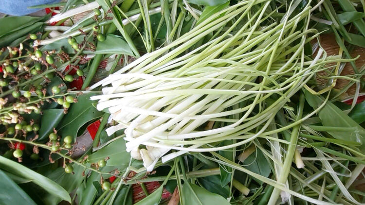 Galangal - ការចងចាំនិងសេចក្តីរីករាយនៅថ្ងៃនេះ
