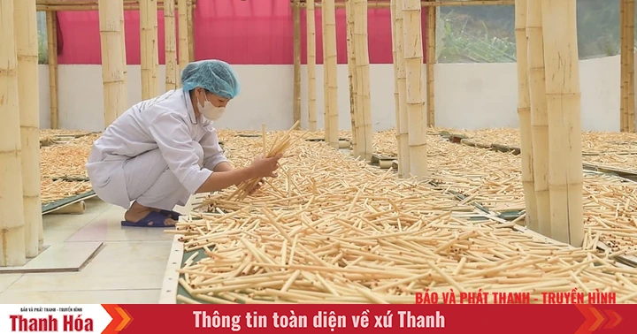 From Thanh bamboo to the international market