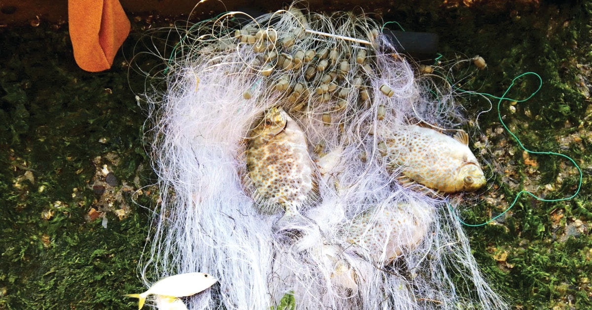Lưới cá nơi cửa Sông Cái