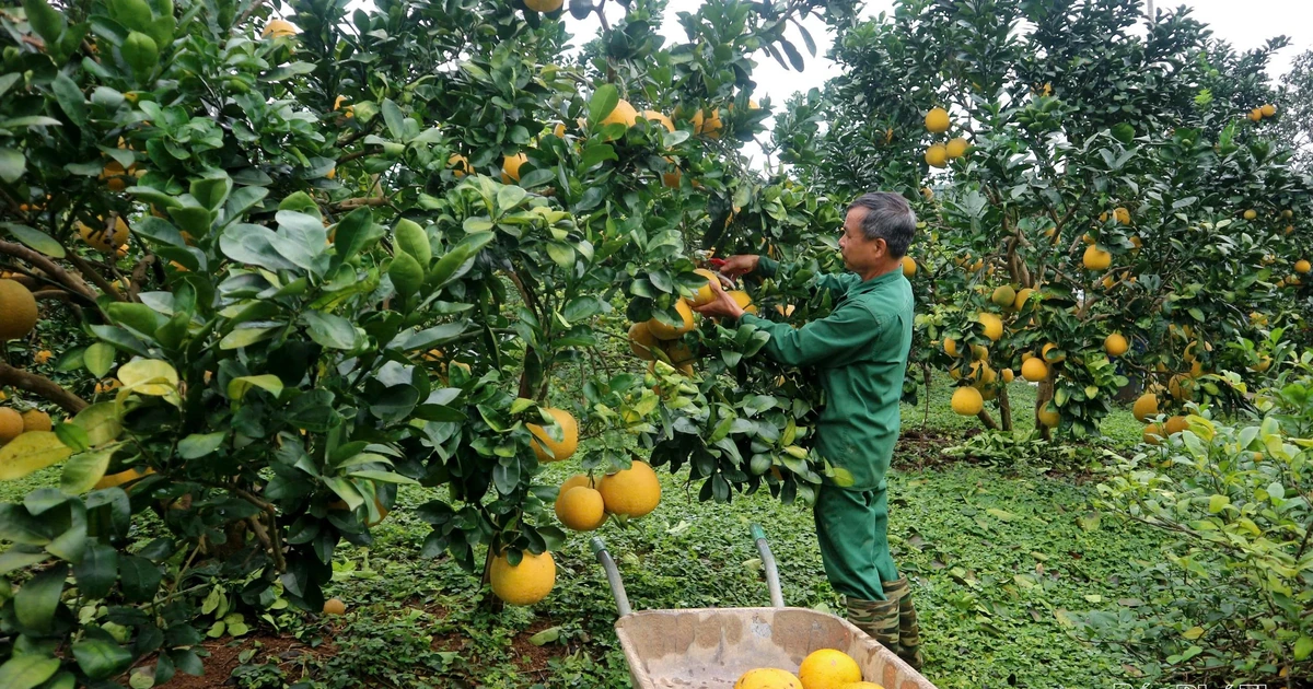 Nâng tầm bưởi đặc sản