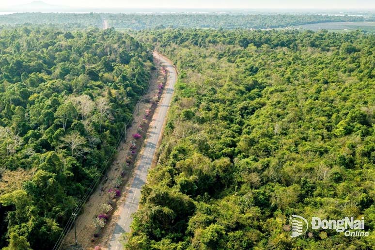 Diện tích rừng của Đồng Nai lớn nhất khu vực Đông Nam Bộ