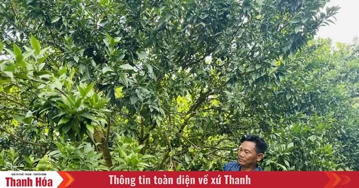 Làm giàu từ phát triển kinh tế tổng hợp
