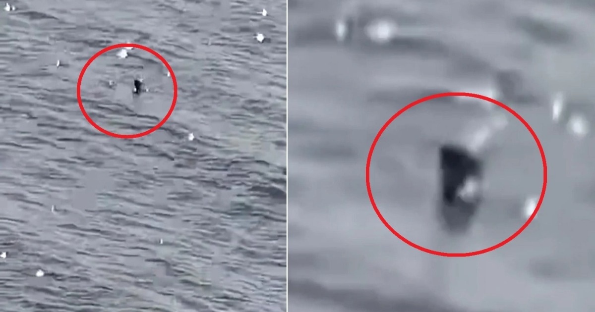 Clip "sinh vật lạ bị nghi là quái vật hồ Loch Ness" gây tranh cãi tuần qua