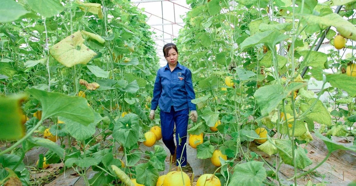 Breakthrough in agricultural production applying science and technology in Nguyet Duc