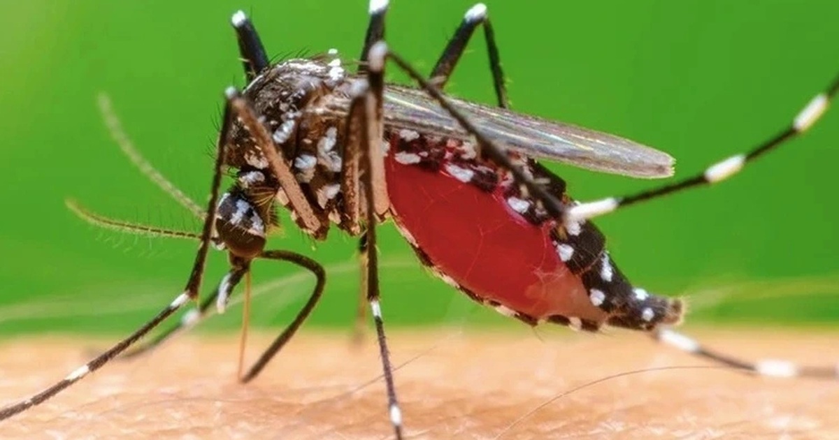 ខាំមូស Chikungunya កំពុងចរាចរក្នុងតំបន់ជាច្រើន។