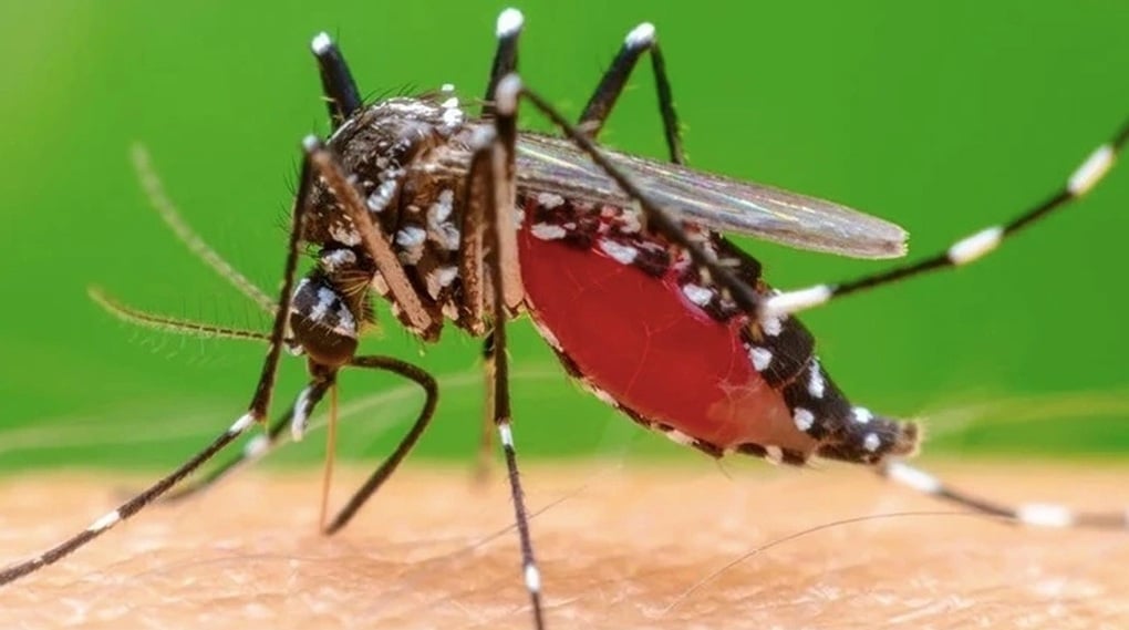 Muỗi đốt truyền bệnh Chikungunya lưu hành tại nhiều địa phương - 1