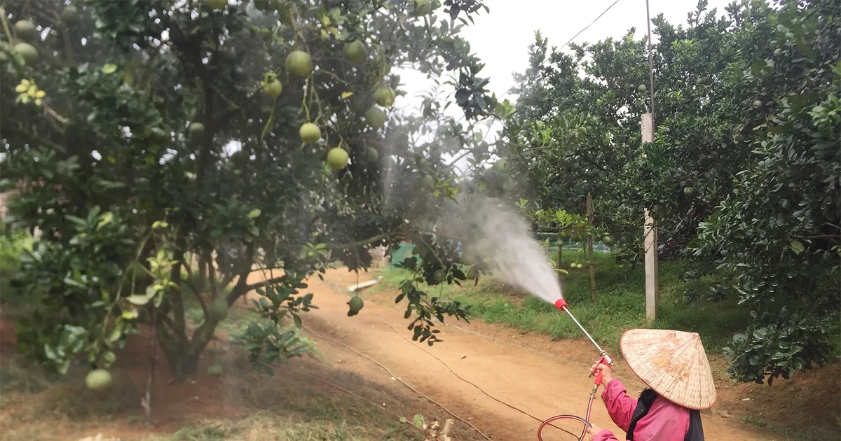 Tập trung phòng trừ sâu bệnh hại bưởi xuất khẩu
