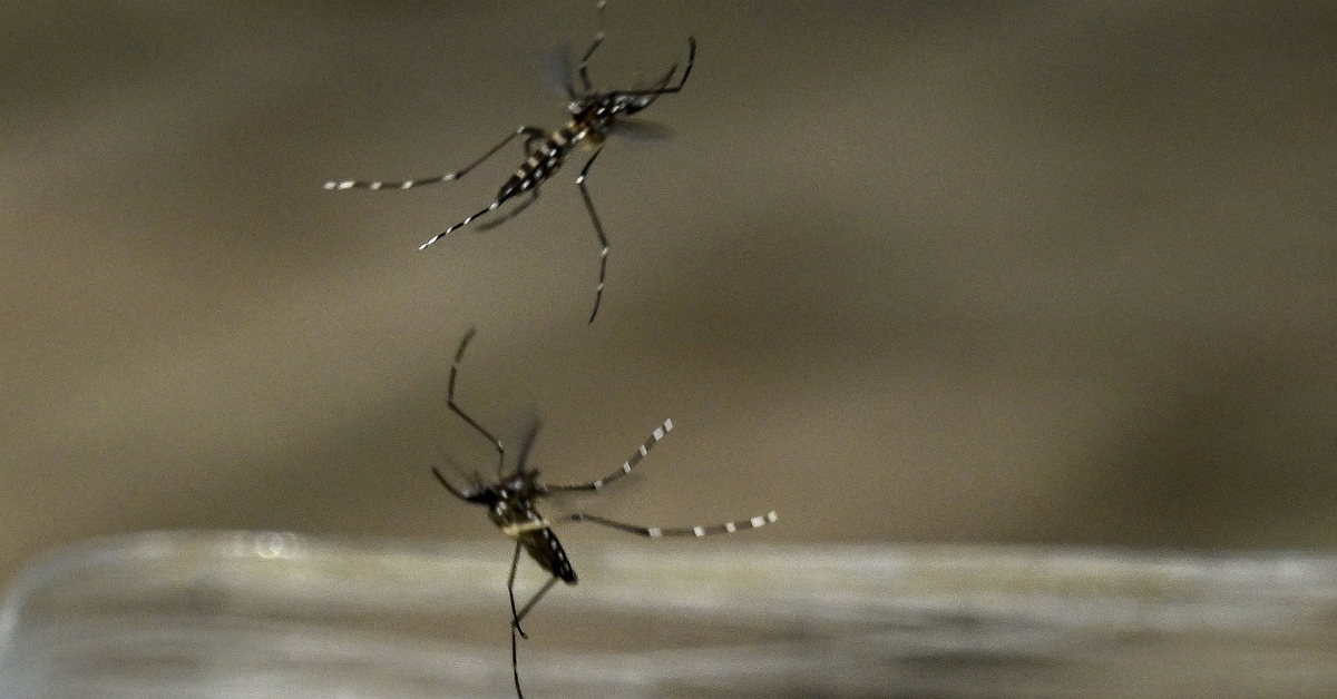 Dấu hiệu nhận biết bệnh Chikungunya và cách phòng bệnh
