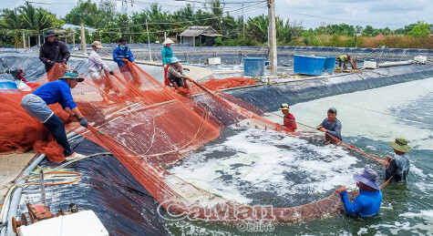 នៅពេលដែល "រាជធានីបង្គា" ចេញដំណើរទៅកាន់សមុទ្របើកចំហ - ផ្នែកទី 1: បង្កើនកម្លាំងទ្វេដង
