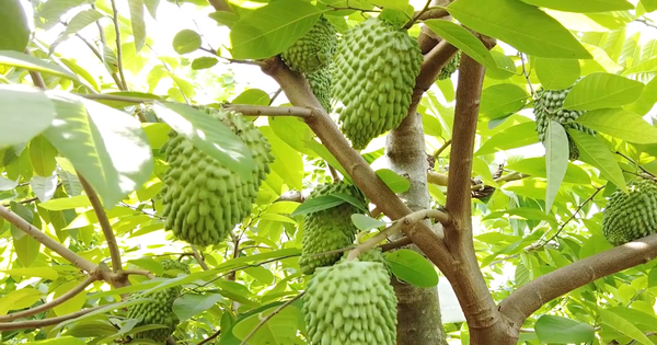 Giảm nghèo từ mô hình trồng Na sầu riêng