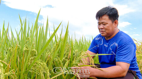 Nông dân kỳ vọng giá lúa giữ đà tăng