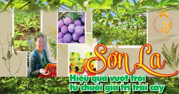 Longform | Sơn La: Hiệu quả vượt trội từ chuỗi giá trị trái cây 