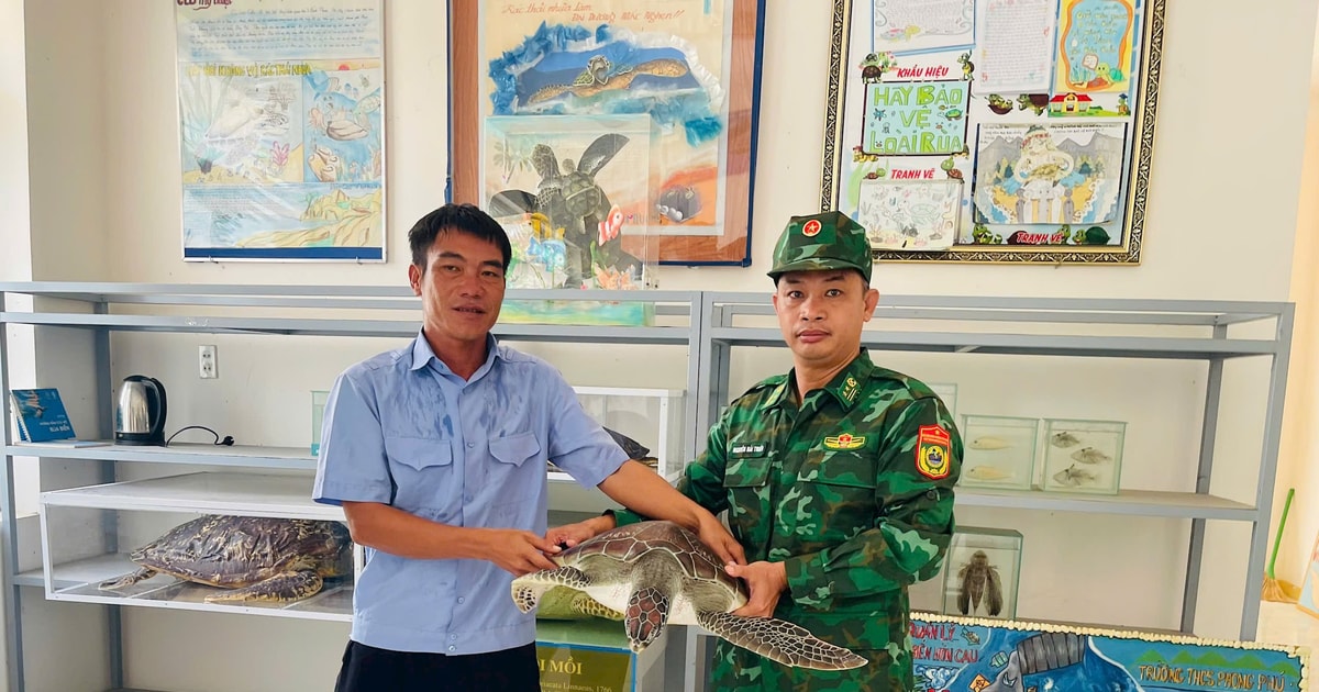 Tiếp nhận và thả về môi trường tự nhiên cá thể rùa biển nặng 12 kg