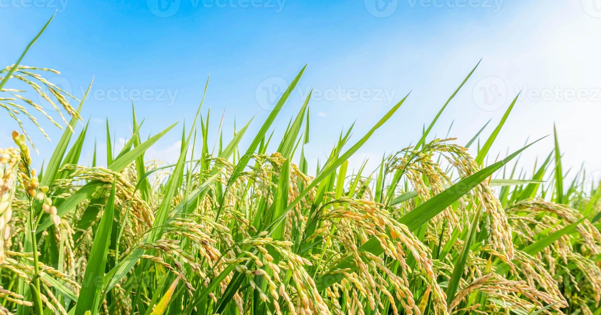 Giá lúa gạo hôm nay 12/8: Gạo nguyên liệu nhích giá