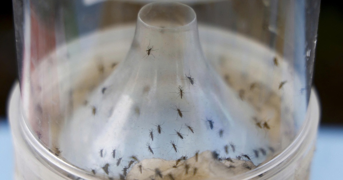 3 biện pháp phòng bệnh chikungunya