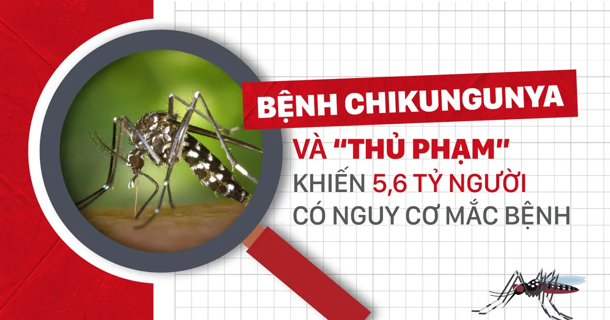 Bệnh Chikungunya _ “thủ phạm” khiến 5,6 tỷ người có nguy cơ mắc bệnh