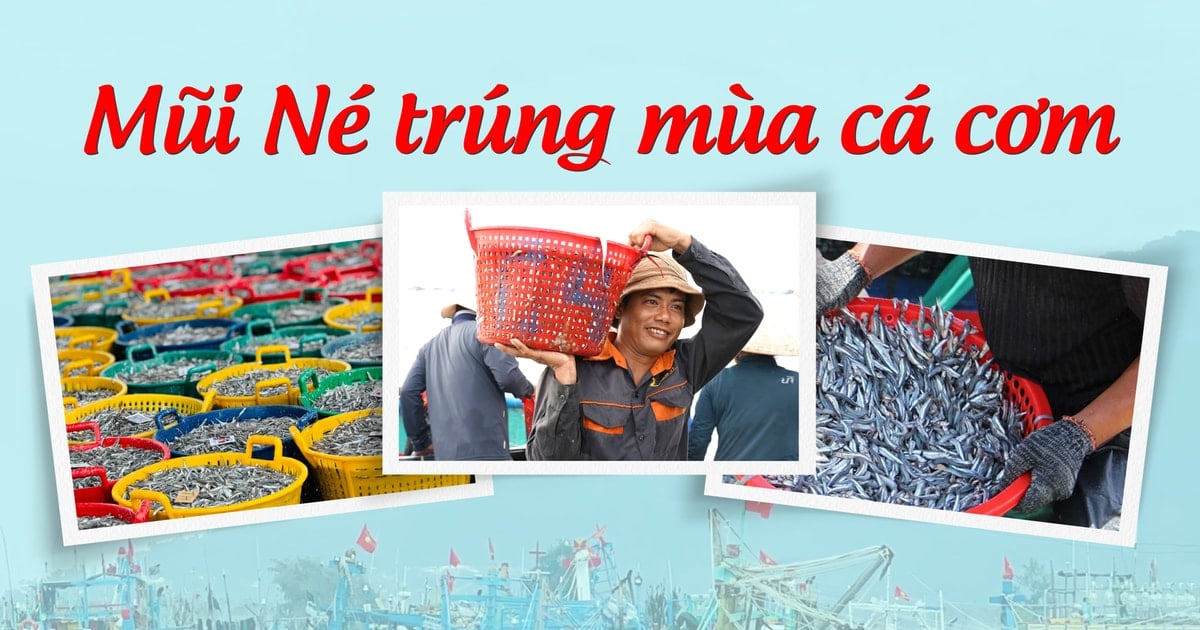 Mũi Né trúng mùa cá cơm