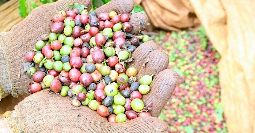 Giá cà phê trong nước lập kỷ lục mới, vượt ngưỡng 107.000 đồng/kg