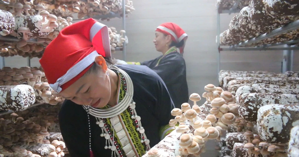 Trồng đặc sản sạch giúp người dân ở Sa Pa thoát nghèo