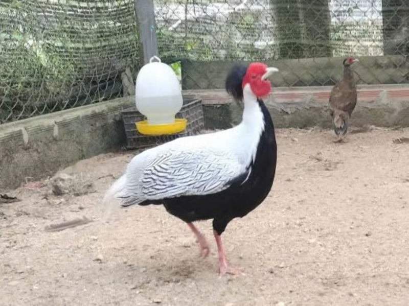 Hình ảnh gà lôi trắng nằm trong Sách Đỏ ở Vườn Quốc gia Bạch Mã -0