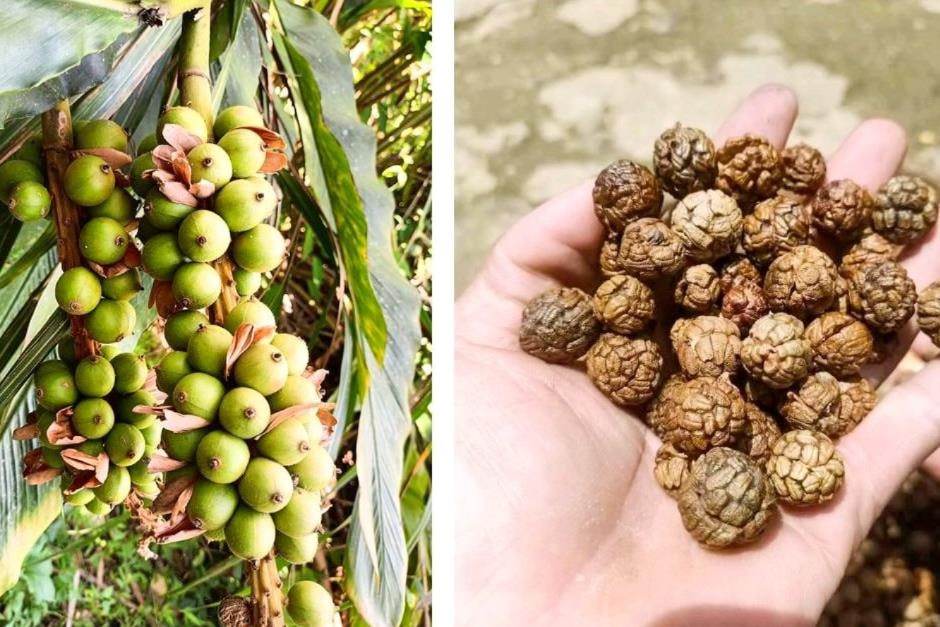 Strange fruit grows wild and becomes 'green gold', people in the Western Nghe An region earn tens of millions of dong