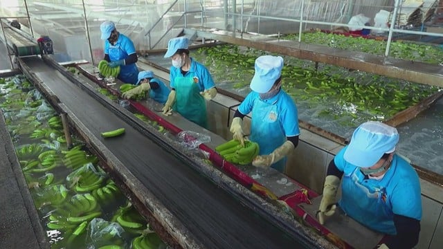Nghị định 156: Đòn bẩy vốn giúp hợp tác xã mở rộng sản xuất và nâng giá trị nông sản- Ảnh 3.